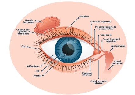 anatomie-oeil